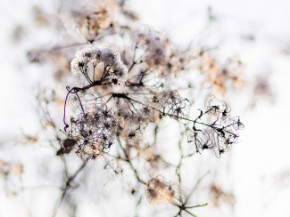 Ausstellung Natur :: Struktur